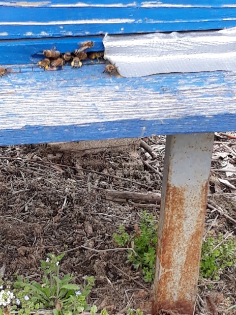 Druženje sa pčelarima Makedonije